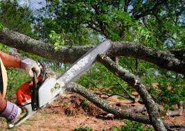 Best Emergency Tree Removal  in Custer, SD