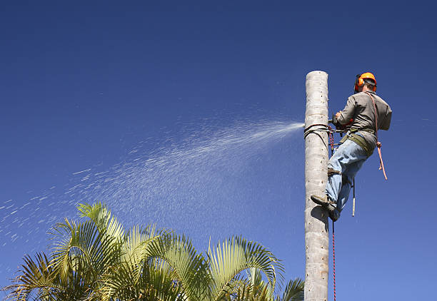 Best Arborist Consultation Services  in Custer, SD